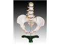 自然大骨盆帶五節腰椎模型