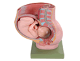 骨盆妊娠九個月胎兒模型